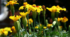 yellow-flowers