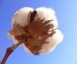 Cotton is a versatile natural material